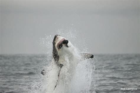 Great white sharks migration patterns are fascinating