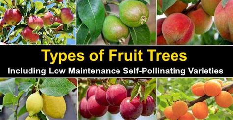 Types of Fruit Trees With Pictures (With Self-Pollinating Types) | Dwarf fruit trees, Fruit tree ...