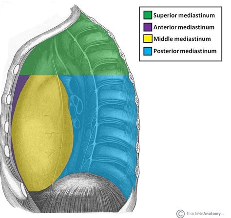 Superior Mediastinum Contents Mnemonic