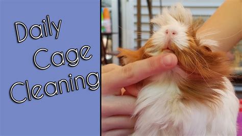 Guinea Pig Daily Cage Cleaning - YouTube