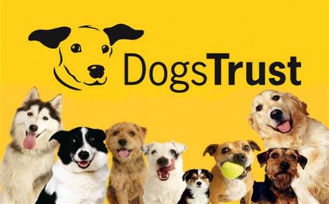 Loren Timms- BA Art & Design: Dogs Trust Advert