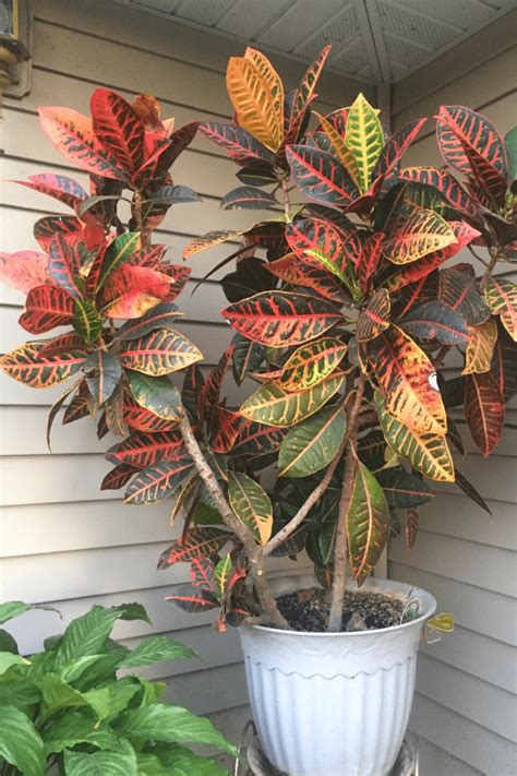 Croton Guide: How to Care For a Croton Plant - Backyard Boss