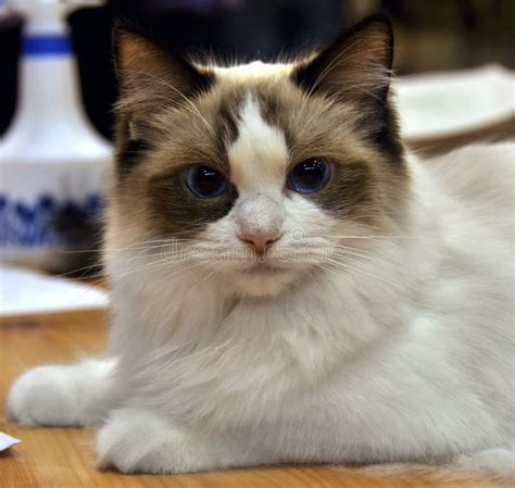 Bicolor ragdoll cat stock image. Image of blue, friendly - 39156019