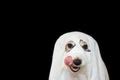 Image of ghost costume | CreepyHalloweenImages