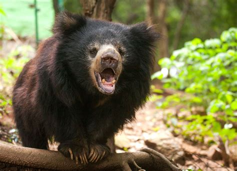 Sloth Bear Or Black Bear? Can You Spot The Difference? - Wildlife SOS