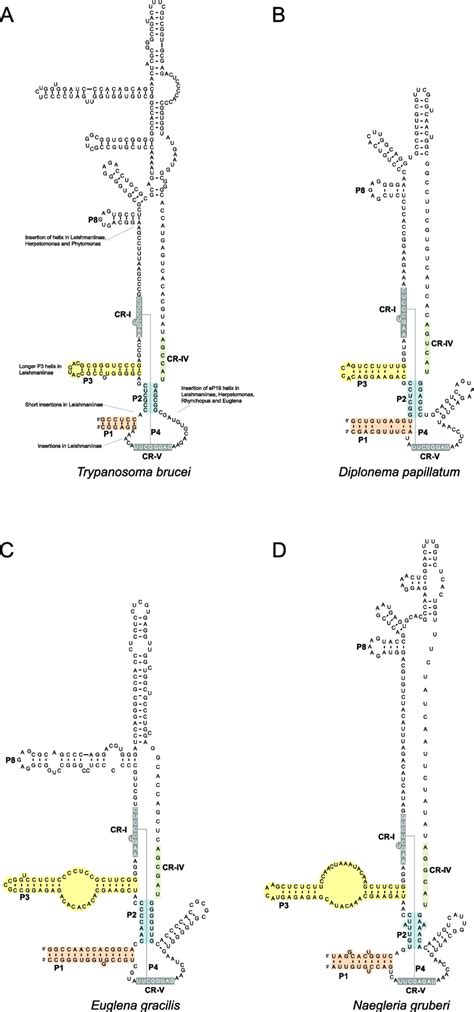 Secondary structure models of MRP RNAs. Conserved elements are... | Download Scientific Diagram