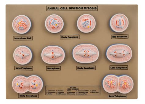 Model Animal Cell Division Mitosis - Mini — Eisco Labs