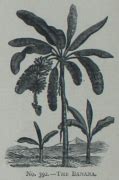 Category:Musa balbisiana - botanical illustrations - Wikimedia Commons