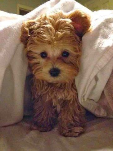 100+ Best Yorkipoo Dog Names - The Paws