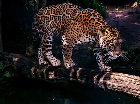 Jaguar Habitat