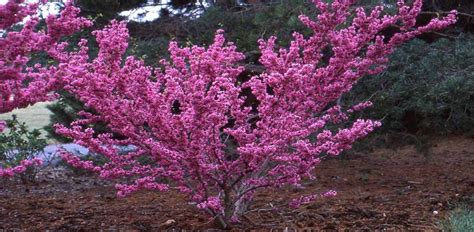 Different Types of Redbud Tree Varieties - All Kinds of Species - EmbraceGardening