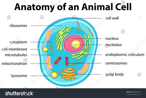 Anatomía de células animales con ilustraciones: vector de stock (libre de regalías) 448005505 ...