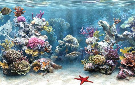 Pin by tracy pastorius on Places we must go! | Tank wallpaper, Aquarium ...