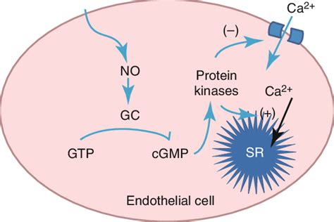 1 Mechanism of action of nitric oxide ( NO ) induced vasodilation. NO... | Download Scientific ...