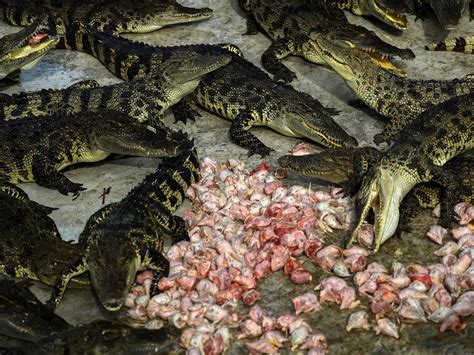 Thailand: Home to some of world's biggest crocodile farms | The Independent