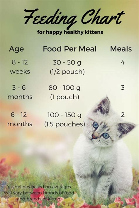 Feeding Your Kitten - Helpful Kitten Feeding Schedules and Charts | Feeding kittens, Kitten care ...