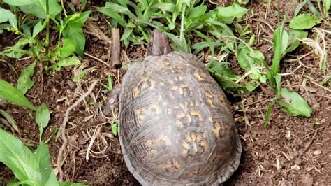 Eastern Box Turtle Nesting - YouTube