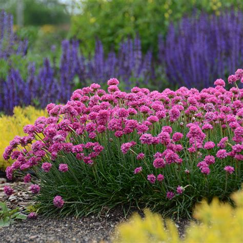 Butterfly Milkweed | Plant Addicts