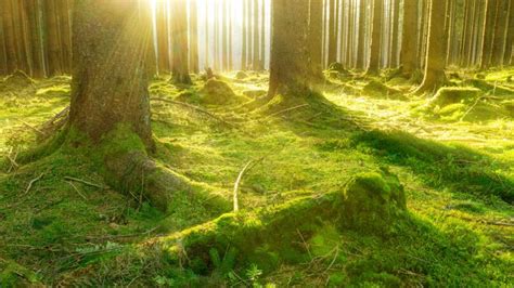 Wood from German forests as climate-neutral fuel? – Euractiv