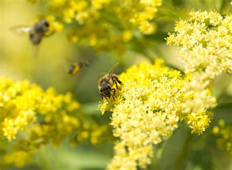 Do The Waggle Dance | Bee keeping, Bee, Dance