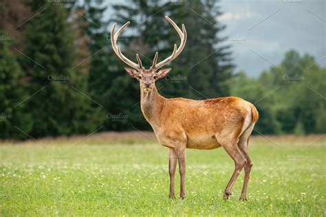 Red deer stag with antlers in velvet | High-Quality Animal Stock Photos ~ Creative Market