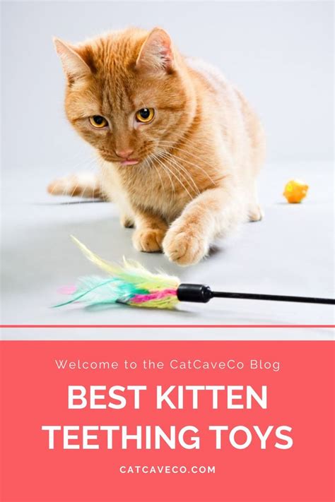 Best Kitten Teething Toys And Cat Chew Toys in 2020 | Kitten teething ...