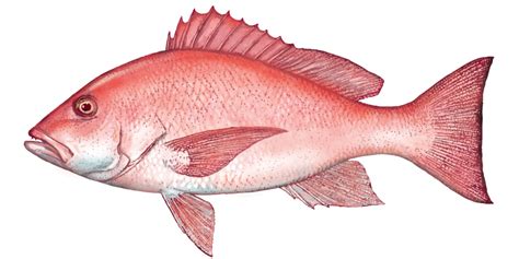 Red Snapper, Where to catch Red Snapper - Fishing Spots