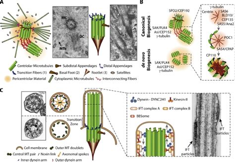 Evolution: Tracing the origins of centrioles, cilia, and flagella. - Abstract - Europe PMC