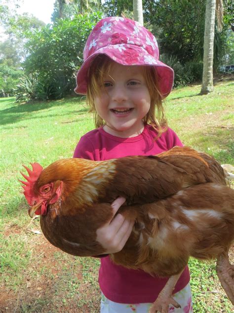 Finding Fifth: Our First Pet - Chickens