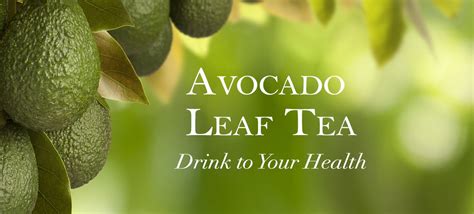 AvocadoTea.com - Buy Healthy Avocado Leaf Tea Online – Avocado Tea Co.