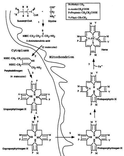 Heme Metabolism: