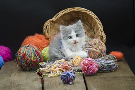 Baby Kitten Playing with Ball Yarn. Kitten with a Ball Stock Photo - Image of baby, background ...