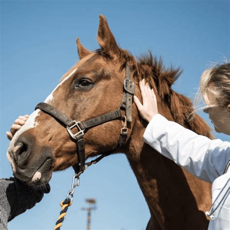 EPM in Horses - The Narrow Trail