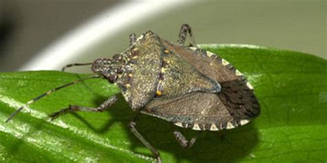 Researcher Warns of Stink Bug Invasion | Fox News