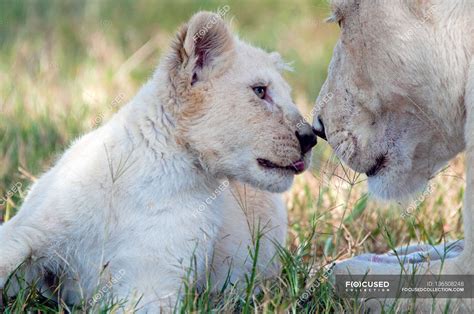 Leones blancos africanos - Fotos de stock, imágenes sin royalties | Focused