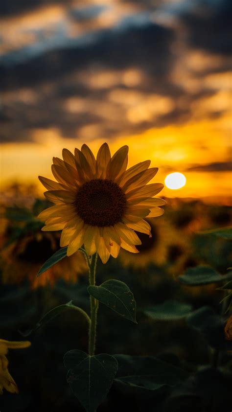 🔥 [30+] Yellow Sunflower Wallpapers | WallpaperSafari