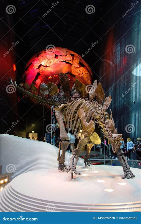 Stegosaurus Skeleton Fossil Editorial Stock Photo - Image of paleontology, museum: 149525278