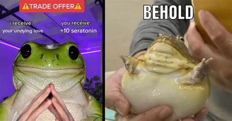 Funky Frog & Toad Memes for Amphibian Fans - Animal Comedy - Animal Comedy, funny animals ...