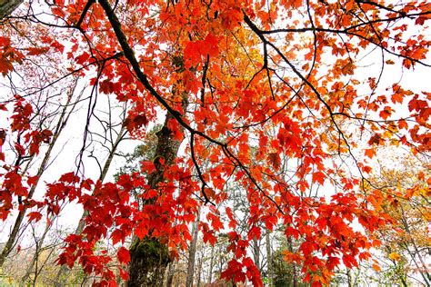 A Maple Tree Party Photograph by Katherine Y Mangum - Fine Art America