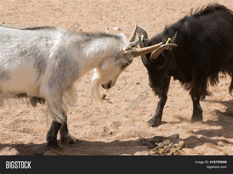 Two Stubborn Goats Image & Photo (Free Trial) | Bigstock