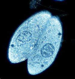 Trichonympha sp. (from termite gut) | Lab 2: Microscope and the Cell ...