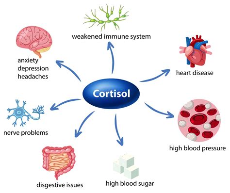 Too high cortisol level and how to deal with it