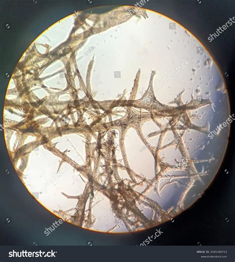 Sponge Microscope Spongin Fiber Spicule Stock Photo 2245340713 | Shutterstock