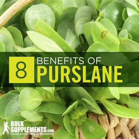 Purslane (Portulaca Oleracea) Benefits & Dosage