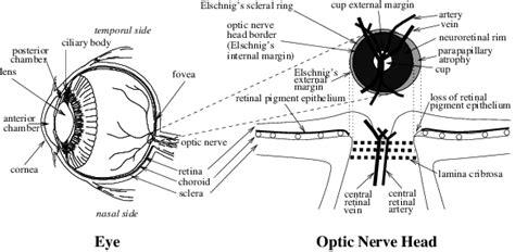 Schematic anatomy of the eye and the optic nerve head. | Download Scientific Diagram