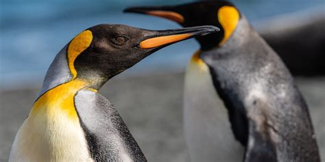 King Penguin Vs Emperor Penguin: Key Differences and Similarities - BioExpedition