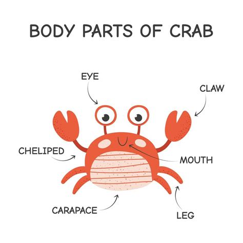 Cartoon body parts of crab. Isolated vector illustration on white ...