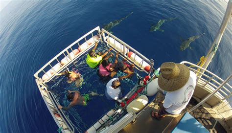 Shark Diving Oahu