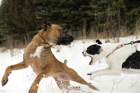 Dog running away from aggressive dog on leash in snow - Stock Photo ...