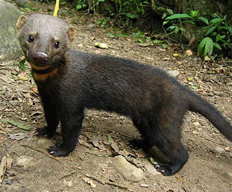 Tayra - Alchetron, The Free Social Encyclopedia